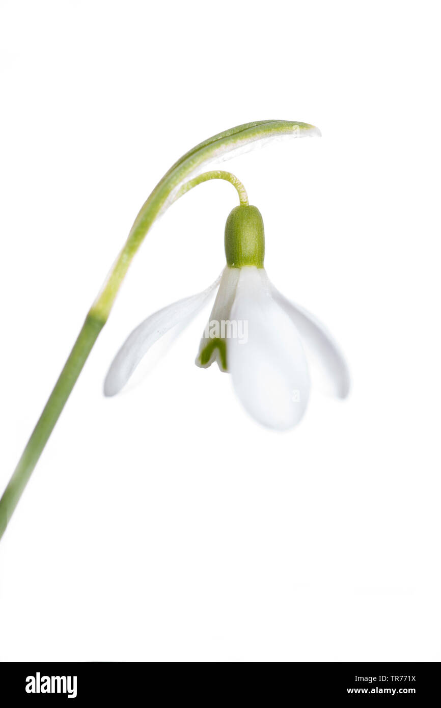 Snowdrop común (Galanthus nivalis), flores, Cuarteado, Países Bajos Foto de stock