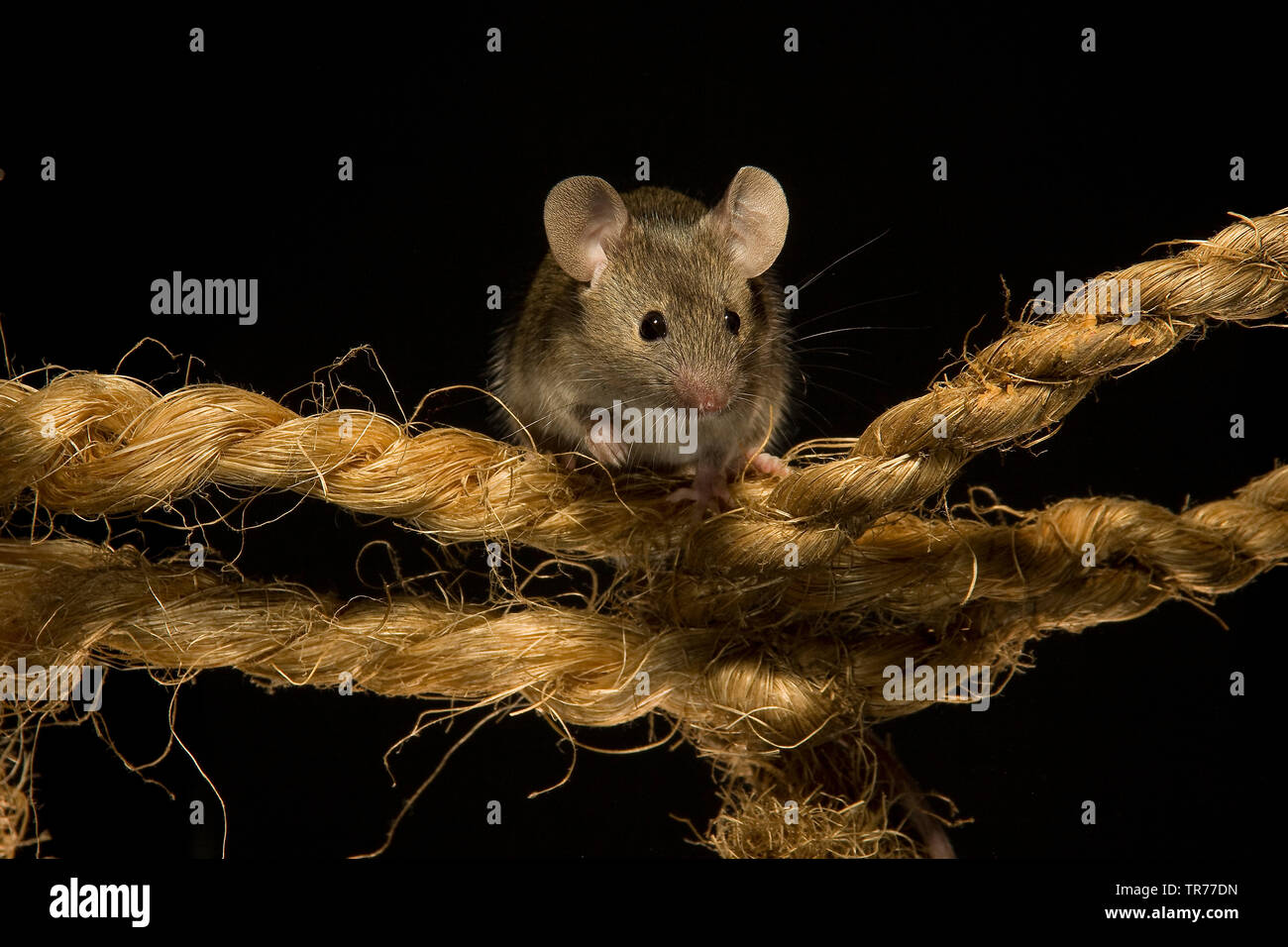 Casa del ratón (Mus musculus), sentada sobre una cuerda, Países Bajos Foto de stock