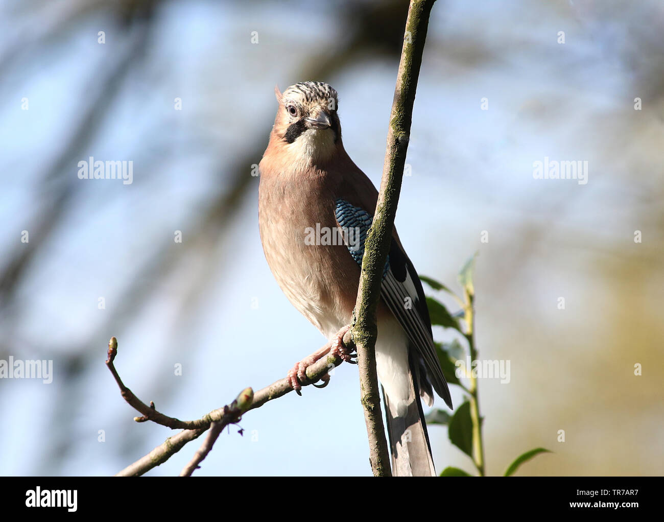 Jay euroasiático (Garrulus glandarius) posando en una rama y mirando a la cámara. Foto de stock