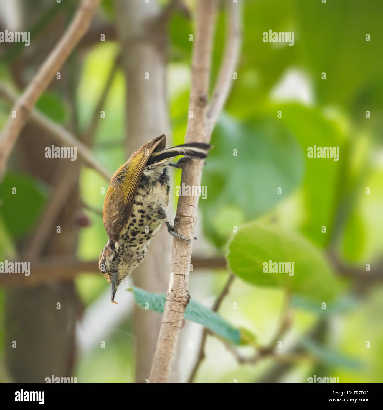 Close-up de pájaro carpintero en árbol. Foto de stock