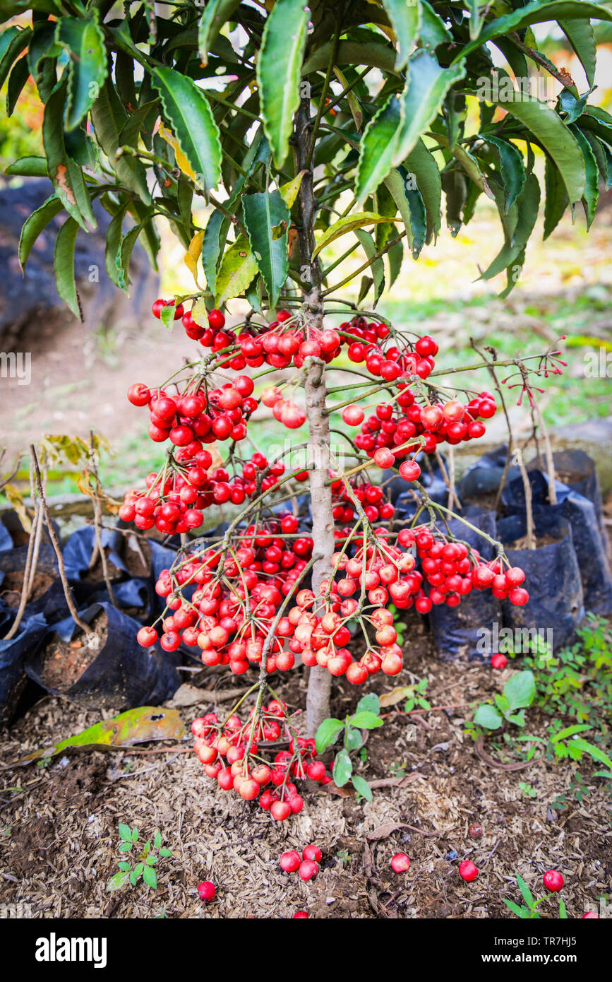 Los arándanos silvestres de Asia / cowberry rojas maduras en el árbol -  Vaccinium oxycoccus Fotografía de stock - Alamy