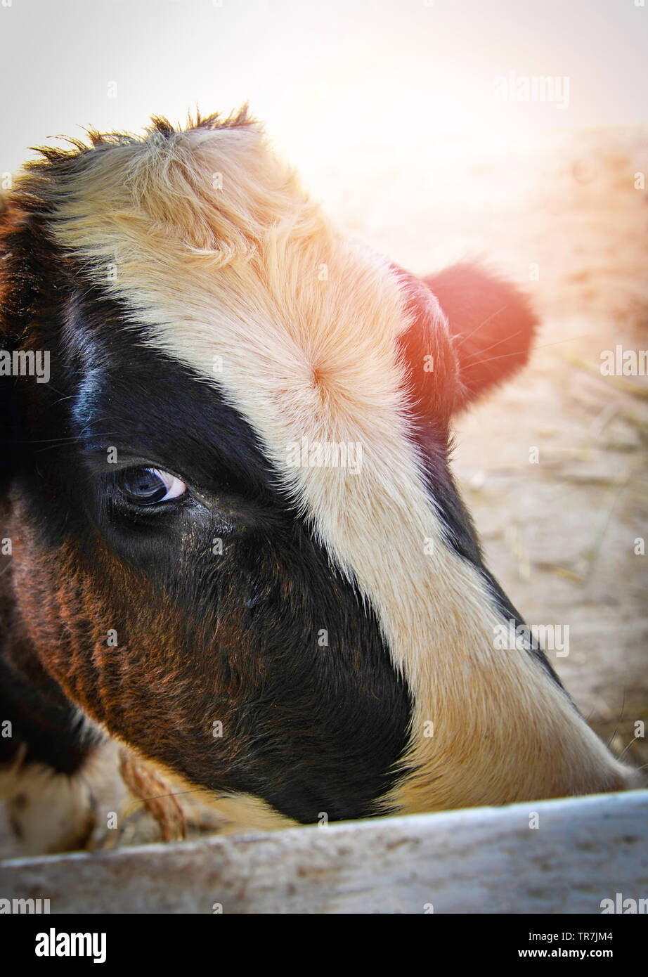 Cerca de cara blanca y negra de vaca mirando a la cámara en animales de granja/Ojos Foto de stock