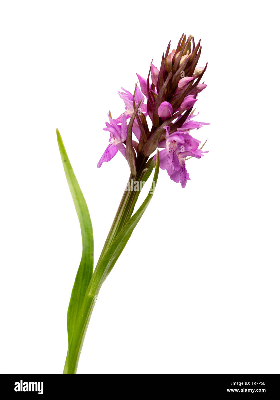 A principios de verano flores nativas del Reino Unido lanza wildflower, Dactylorhiza praetermissa, la orquídea pantanosa meridional sobre un fondo blanco. Foto de stock