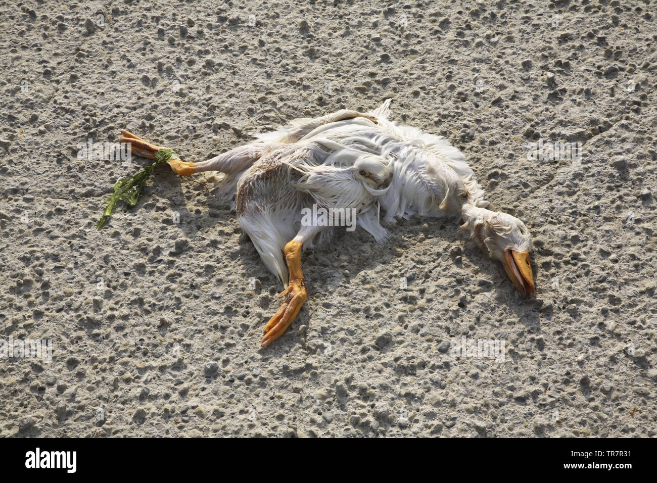 Pato muerto fotografías e imágenes de alta resolución - Página 2 - Alamy Pato muerto fotografías e imágenes de alta resolución - Página 2 - Alamy