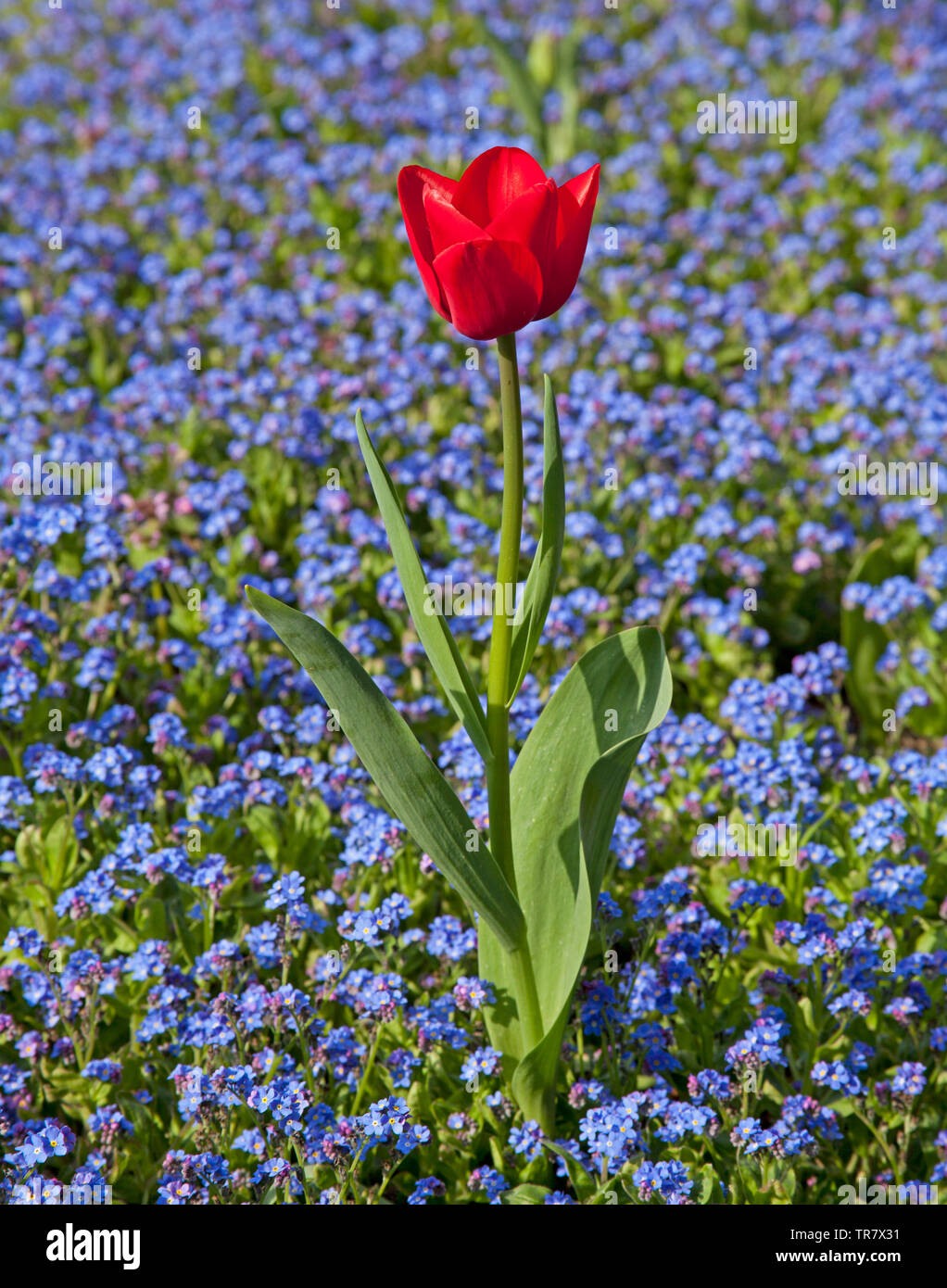 Red tulip aisladas contra un fondo de color azul de flores, flor azul, en Canterbury, Inglaterra, Reino Unido. Foto de stock
