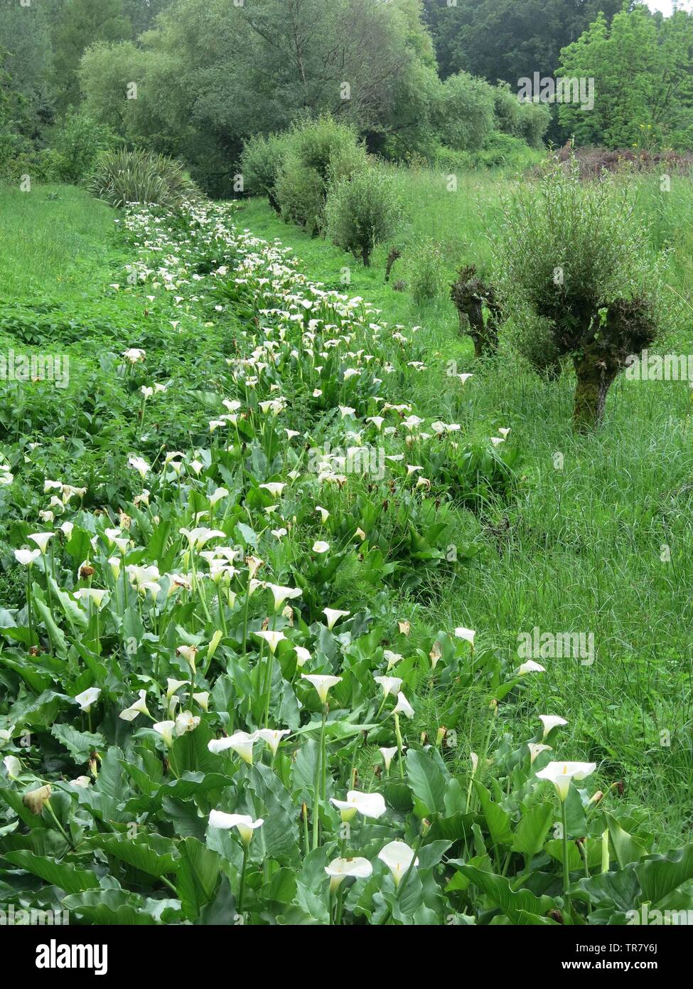 Inglés exuberante plantación, árboles mediterráneos y una cinta de arum lirios son características en el romántico Il Giardino di Ninfa en Italia central. Foto de stock