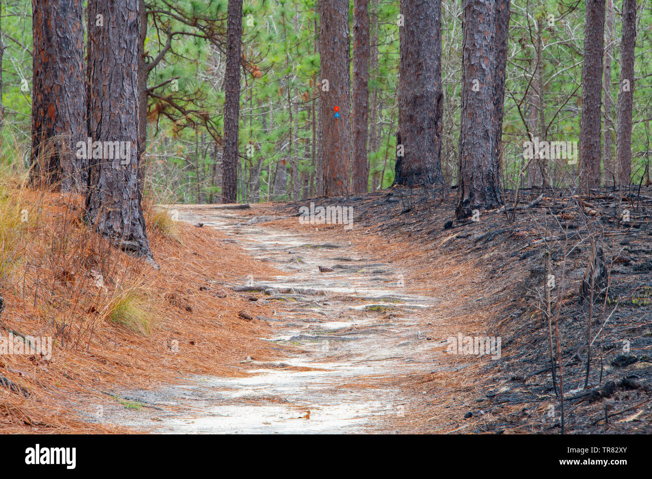 Salto de fuego, Longleaf Pine (Pinus palustris), Weymouth Woods Nature Preserve Sandhills, NC, EE.UU., por Bill Lea/Dembinsky Foto Assoc Foto de stock