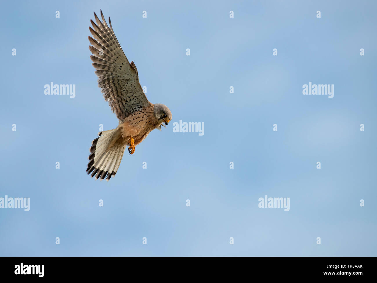 Cernícalo macho, Falco tinnunculus-activables. Foto de stock