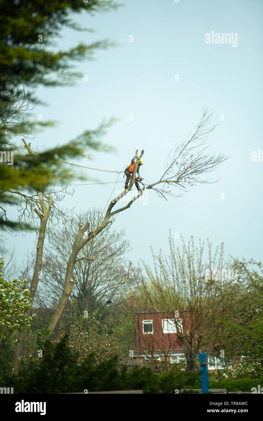 Surrey, UK-Arborist podar un árbol grande en jardín suburbano Foto de stock