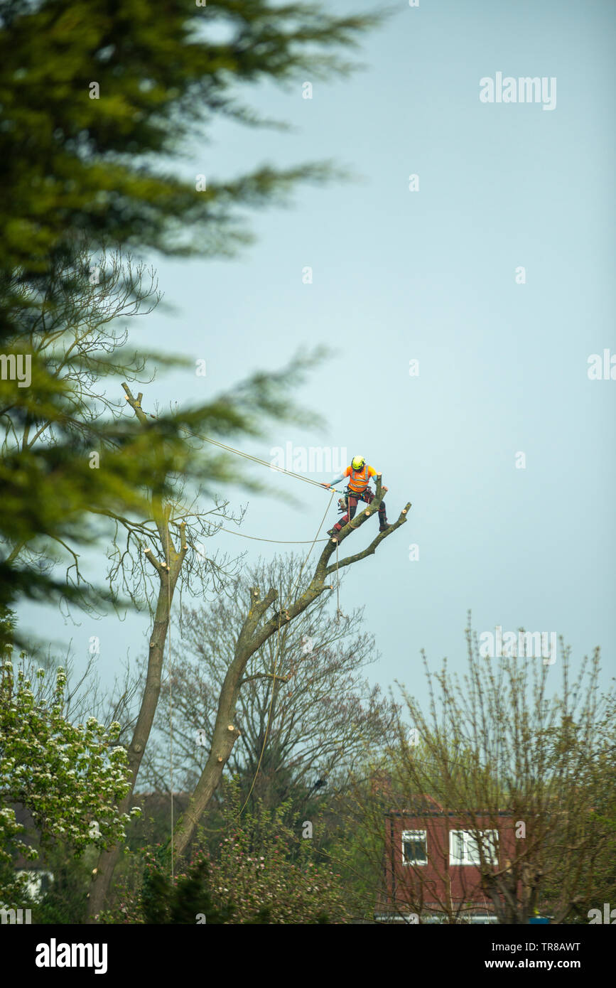 Surrey, UK-Arborist podar un árbol grande en jardín suburbano Foto de stock