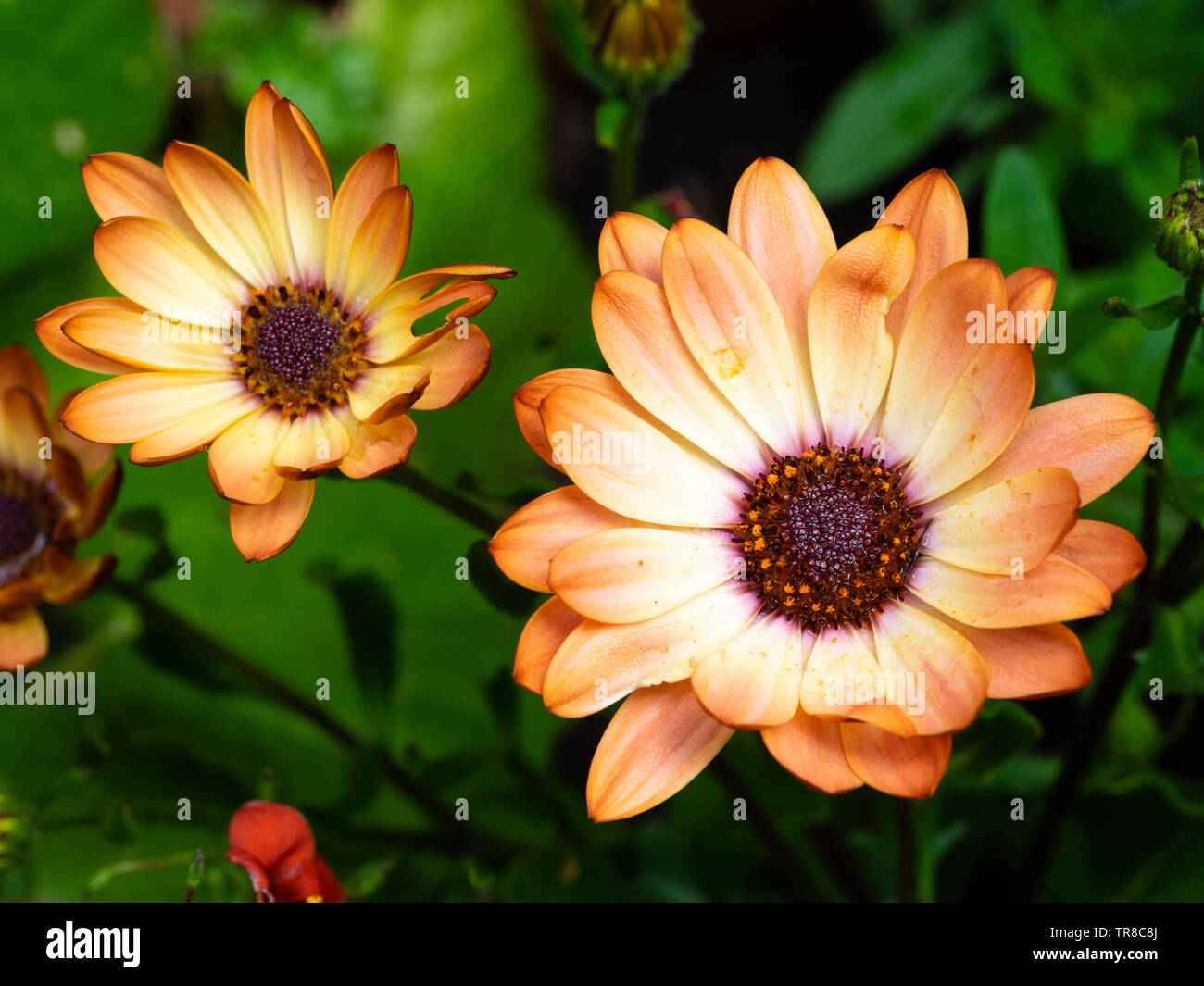 Floraciones de la marrón y blanca flor Margarita, Osteospermum ecklonis africana Floraciones de la marrón y blanca flor Margarita, Osteospermum ecklonis africana