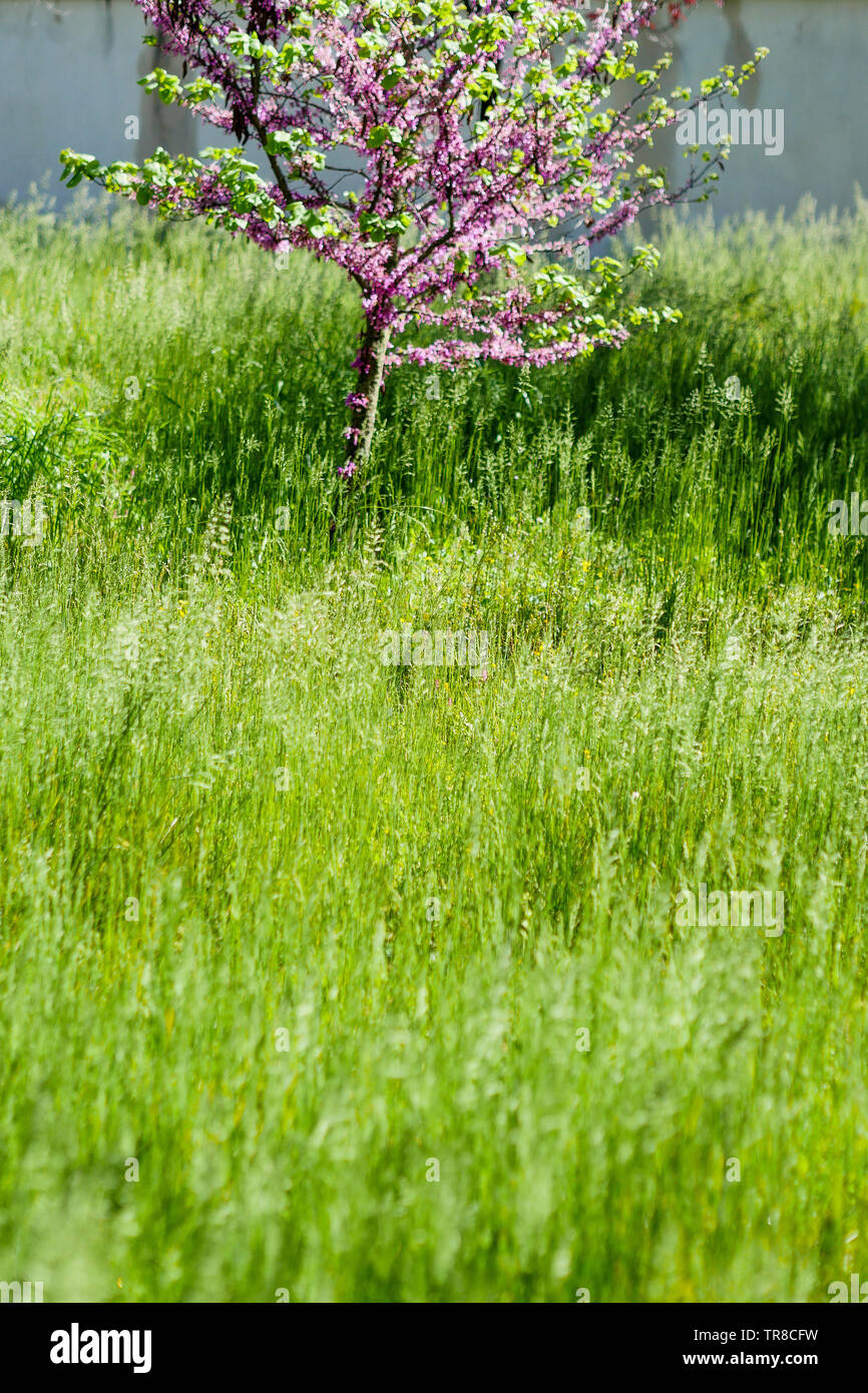 Vista de una primavera abandonado jardín que rodea la casa, un hombre muerto, Lyon, Francia. Foto de stock