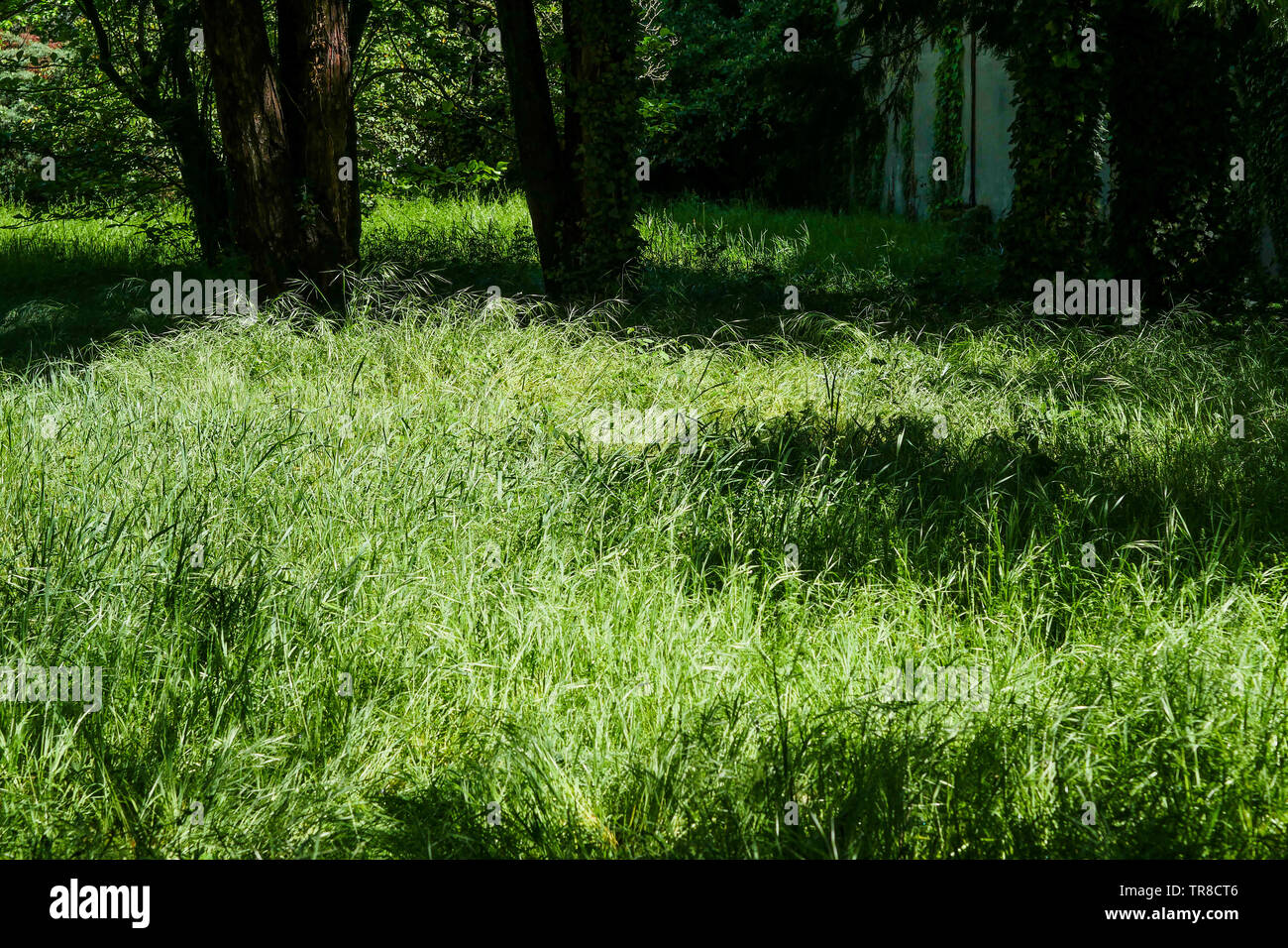 Vista de una primavera abandonado jardín que rodea la casa, un hombre muerto, Lyon, Francia. Foto de stock