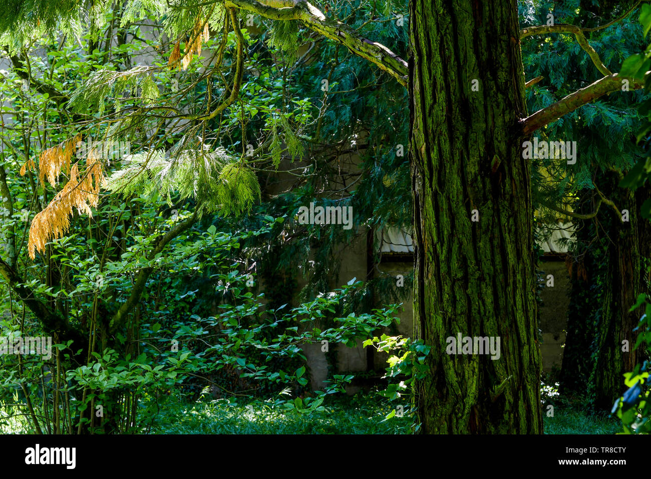 Vista de una primavera abandonado jardín que rodea la casa, un hombre muerto, Lyon, Francia. Foto de stock