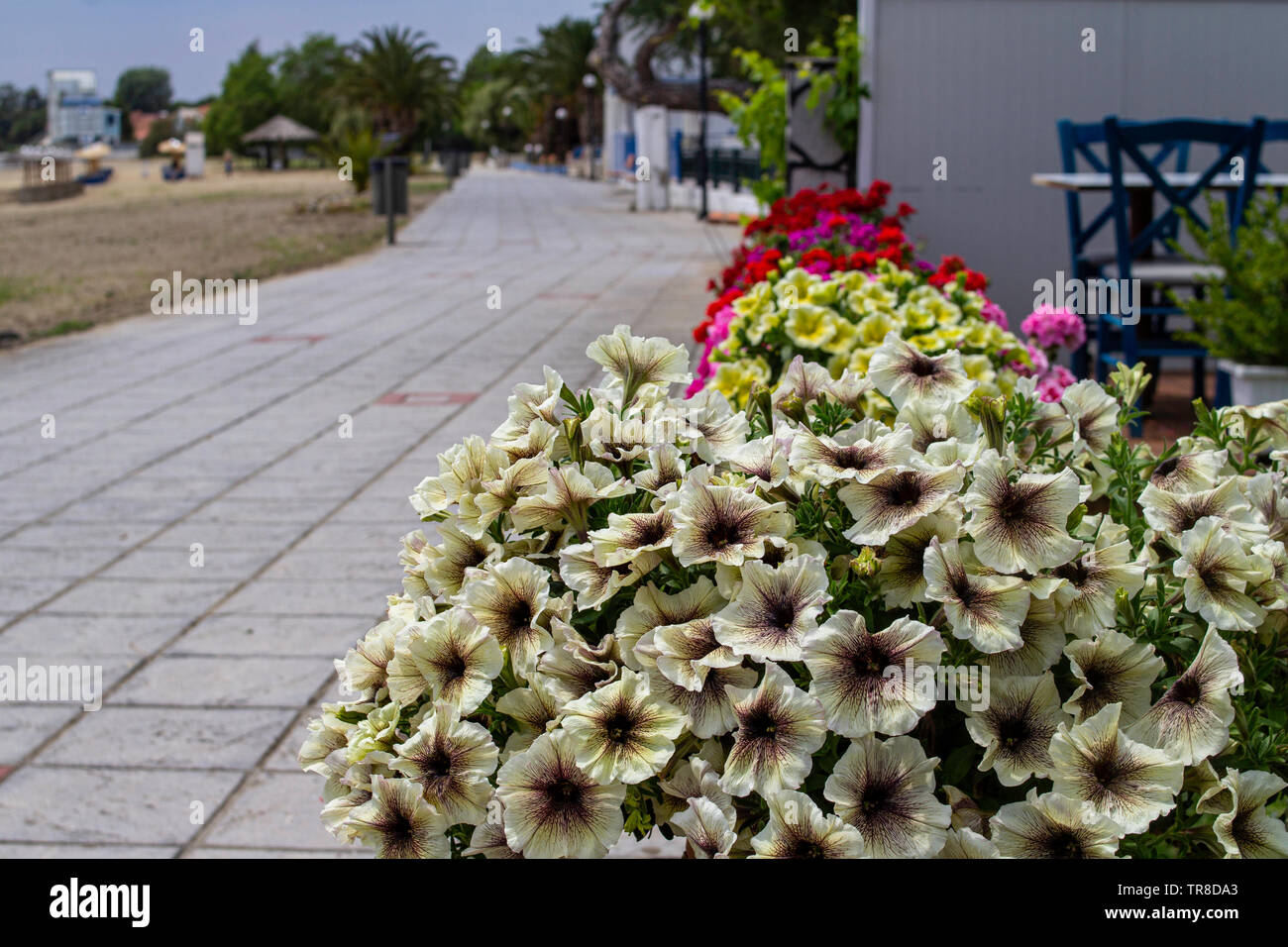 Una pantalla de cajas de flores de Petunia Surfinia cappuccino. Foto de stock