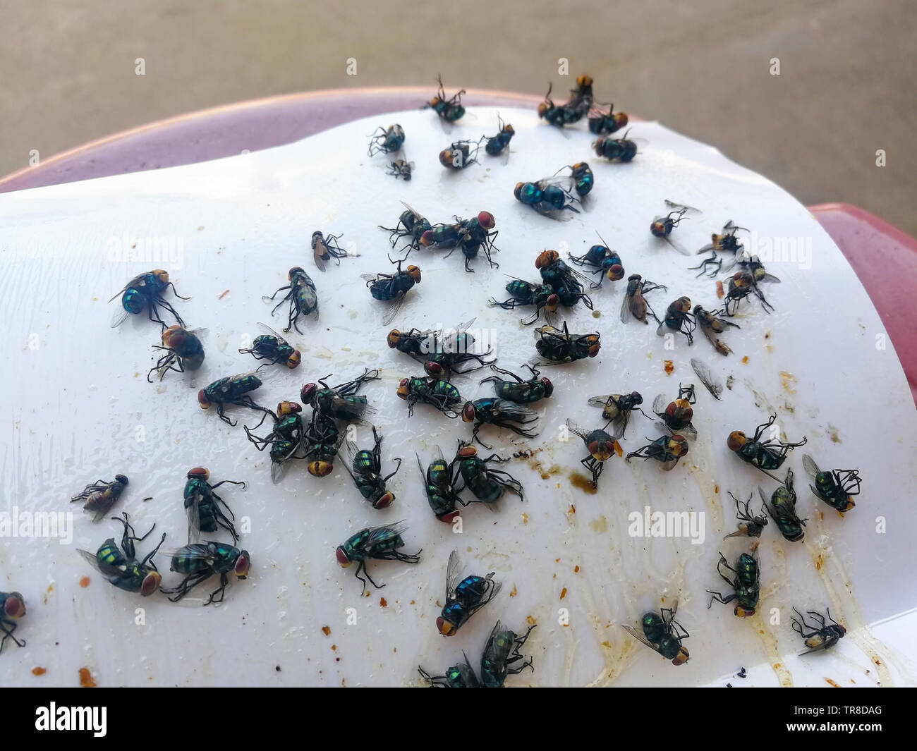 Cómo deshacerse de las moscas / Muchos volar atrapado sobre papel blanco  pegamento Fotografía de stock - Alamy