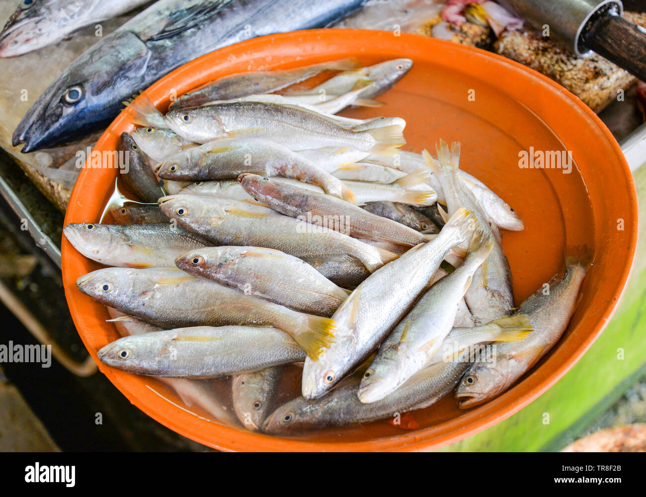 Pescado fresco en cubos de hielo para la venta en el mercado de mariscos y  pescados de mar cola amarilla Fotografía de stock - Alamy