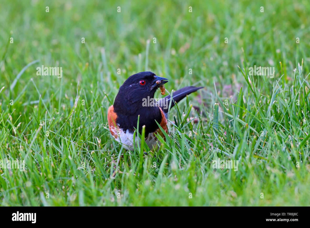 Una vista frontal de una salvaje Rufous-sided Towhee "Pipilo erythrophthalmus', la captura de insectos en el pasto verde en la isla de Vancouver, British Columbia, Canadá Foto de stock