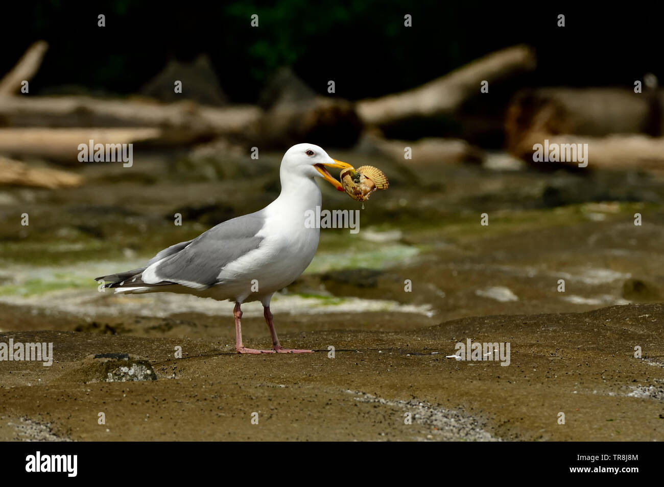 Un Glaucas alado' gaviota Larus glaucescens'; tiene una almeja en su pico después de romper su caparazón en la costa rocosa de la isla de Vancouver. Foto de stock