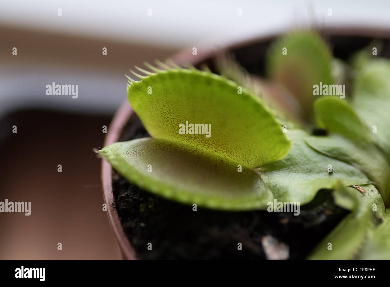 - Atrapamoscas Dionea Muscipula (en latín) Foto de stock