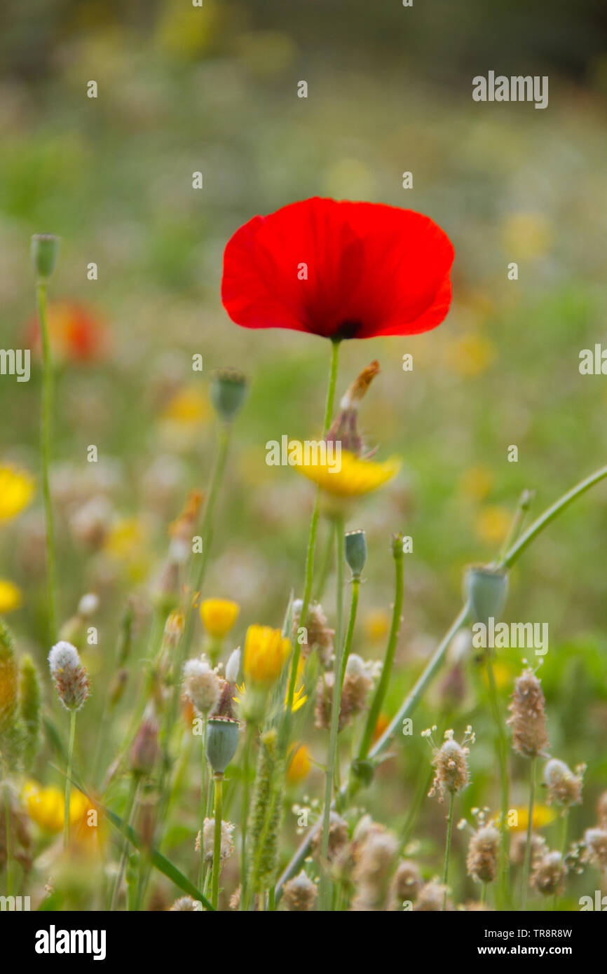 Desplegado de la flor de la amapola, temprano en la mañana en un prado florido Foto de stock