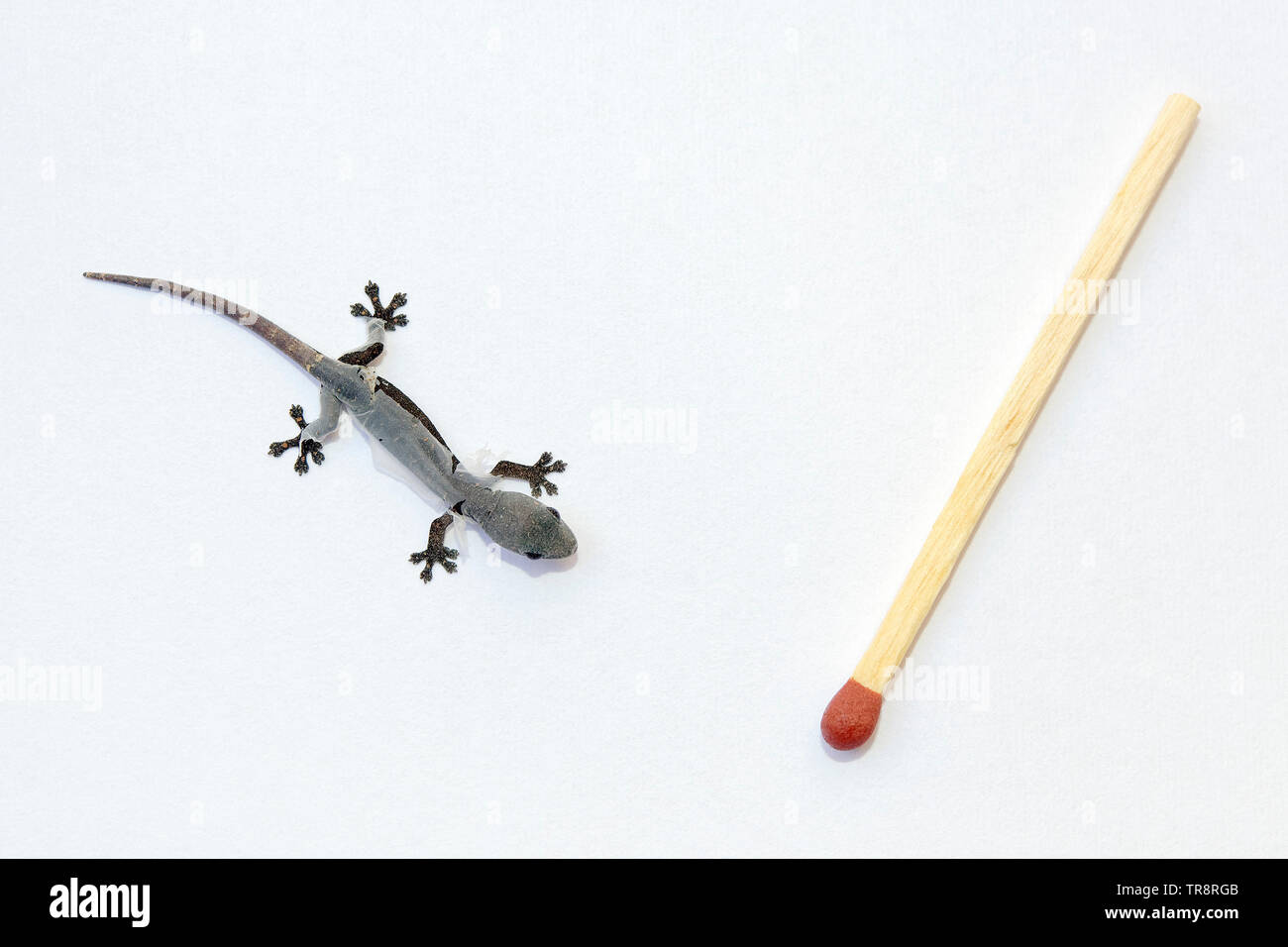 Árbol Indopacific muda gecko (bebé) - Hemiphyllodactylus typus Foto de stock