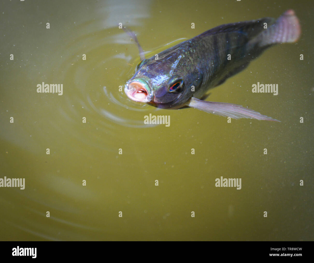 La Tilapia Peces Nadando En La Superficie En El Rio De Agua Viva