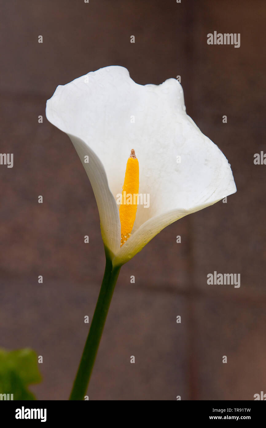 Plantas, Flores, solo White Lily, Arum lily, calla lily, arum crecer al  aire libre en el jardín Fotografía de stock - Alamy
