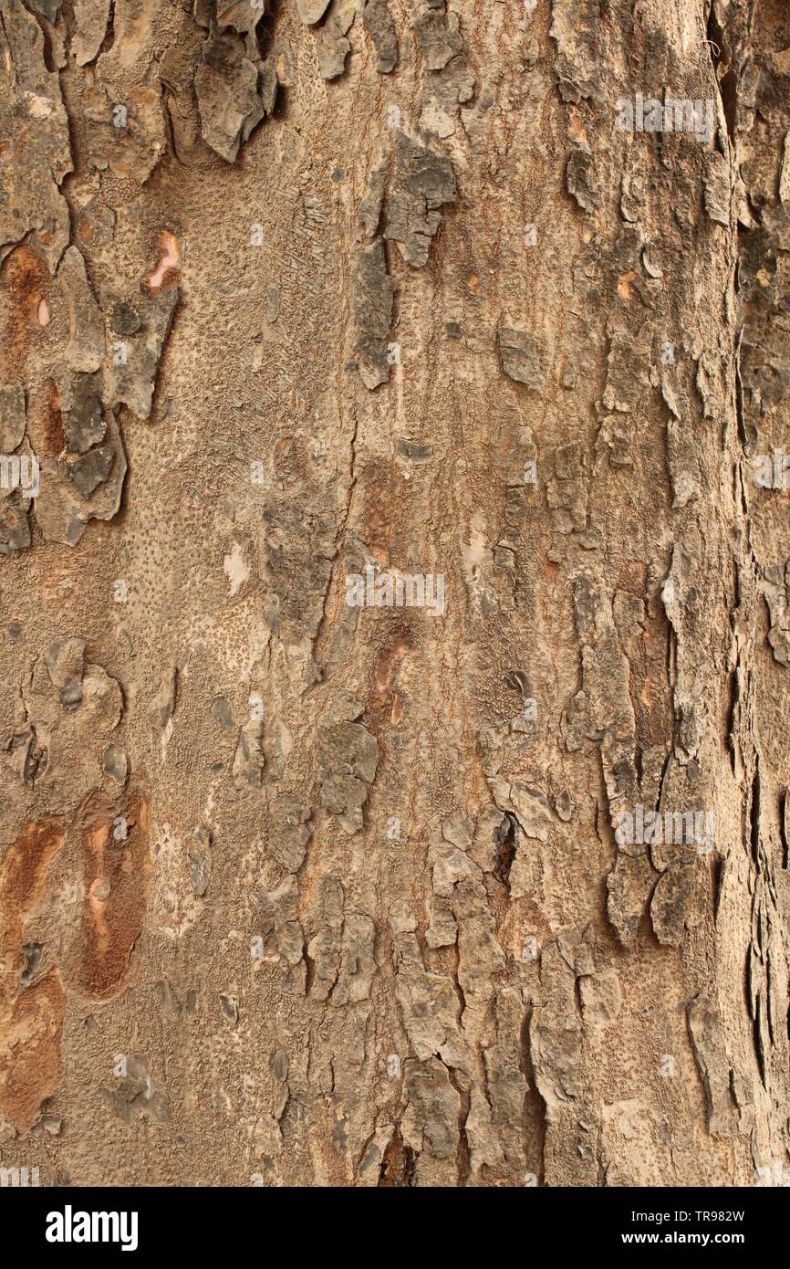  The Mahogany Tree * El árbol de caoba (English and