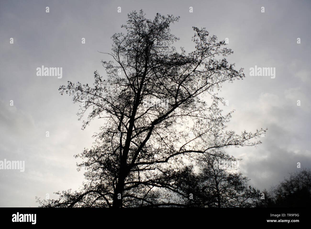 Paisajes sombríos con oscuros arboles fotografiados en un oscuro invierno  tormentoso tarde en Alemania Fotografía de stock - Alamy