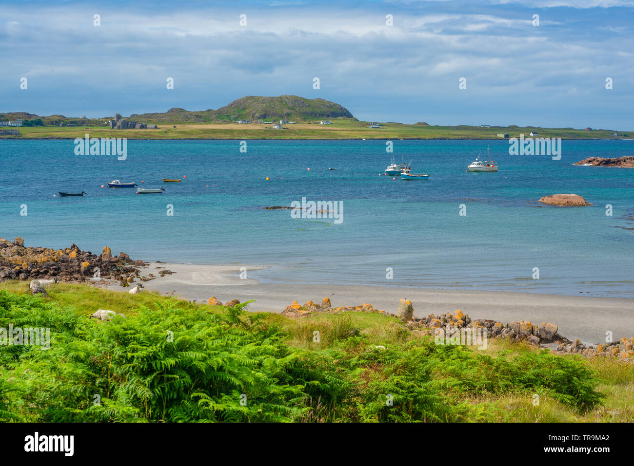 Ovejas en la playa en Mull con barcos en el mar y la Abadía de Iona en el fondo Foto de stock