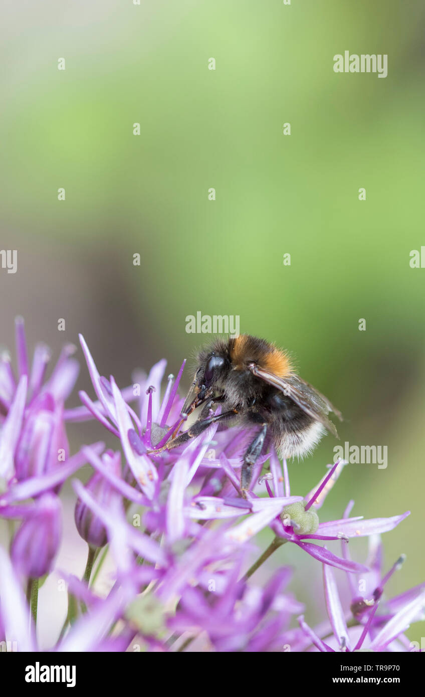 Bumble Bee en una cabeza floral Allium, Inglaterra, Reino Unido. Foto de stock