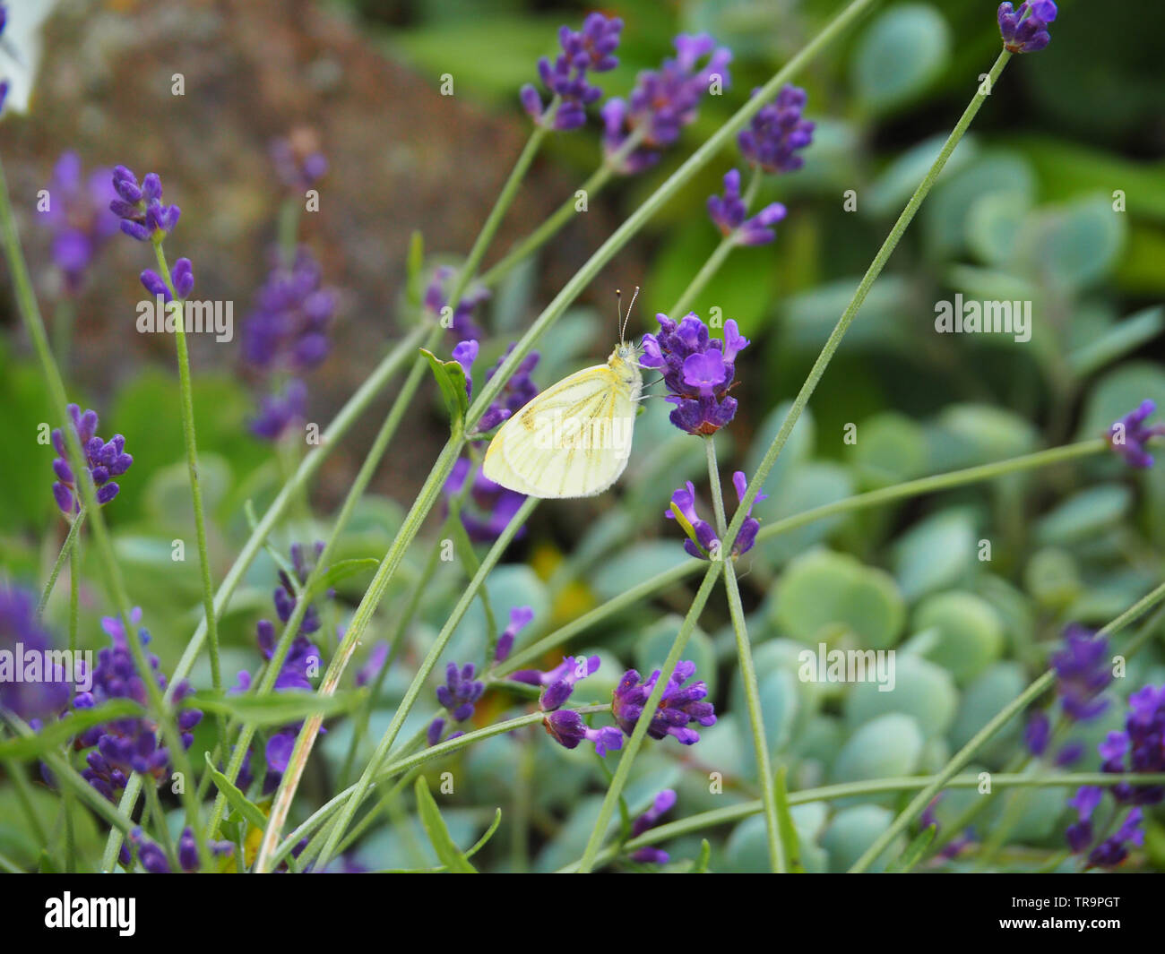 Mariposa blanca sobre una flor de lavanda Foto de stock