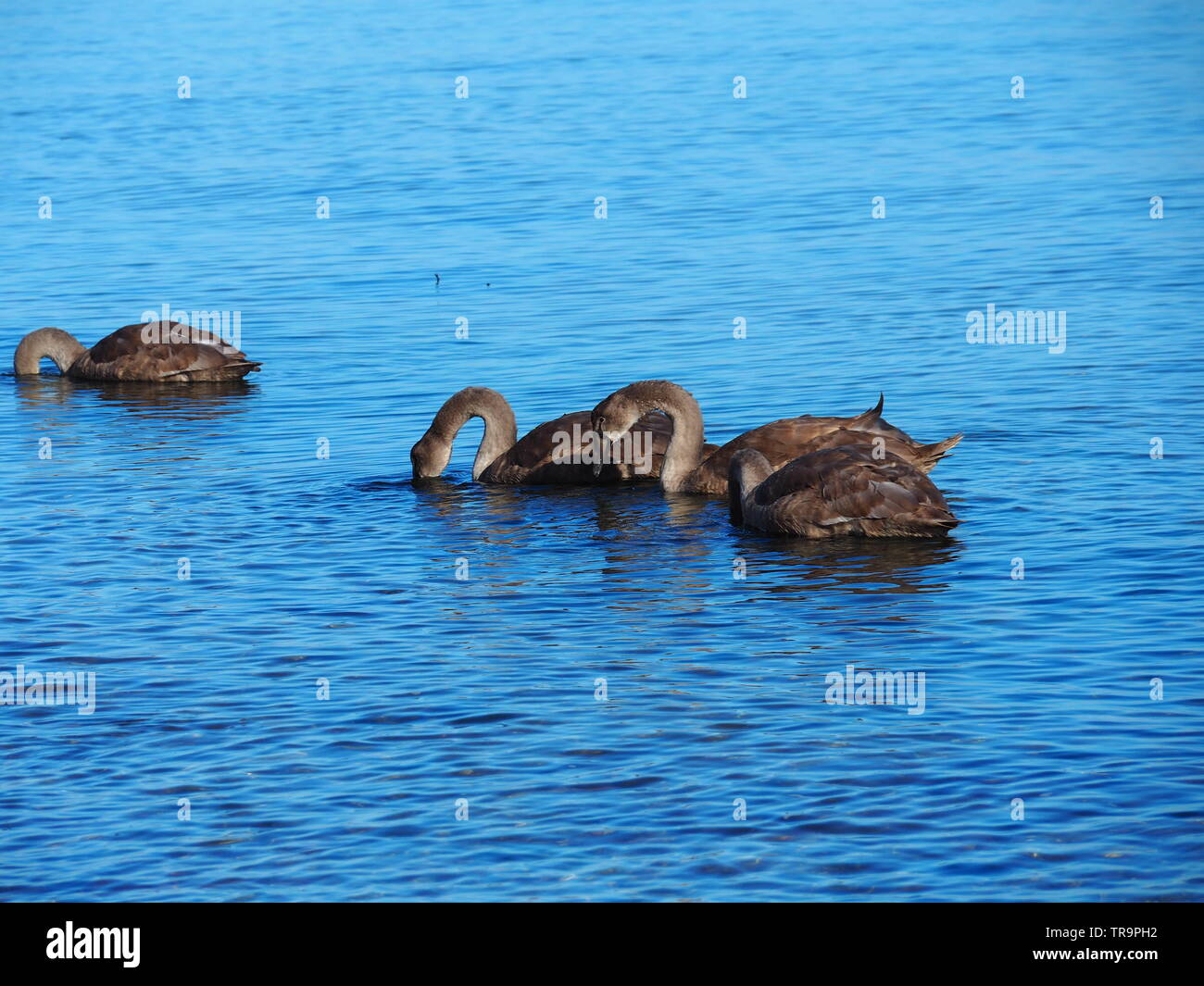 Brown gansos nadan en el mar Báltico Foto de stock