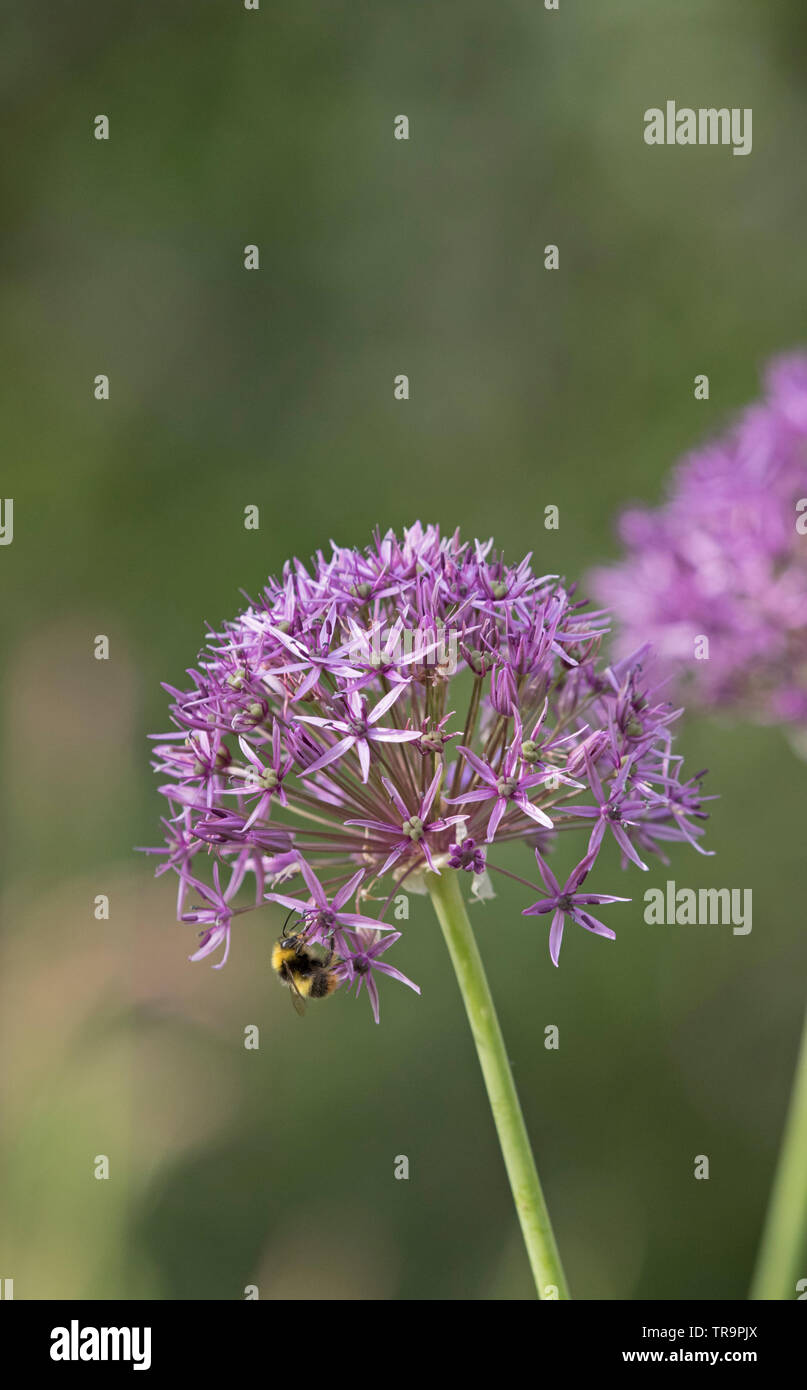 Alliums jardín de flores, Foto de stock