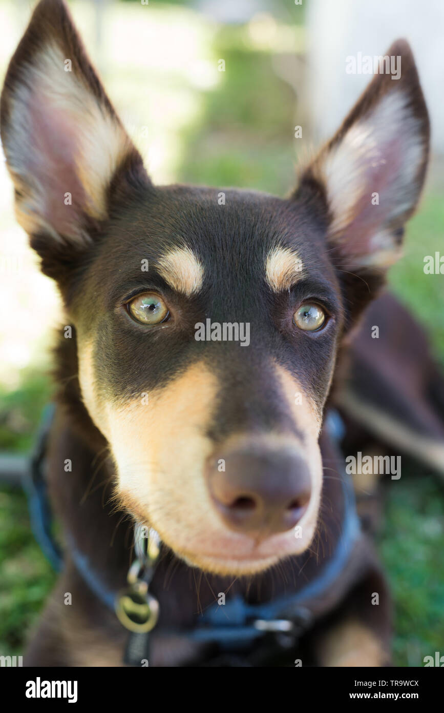 Cierre de un cachorro kelpie australiano con grandes orejas Foto de stock