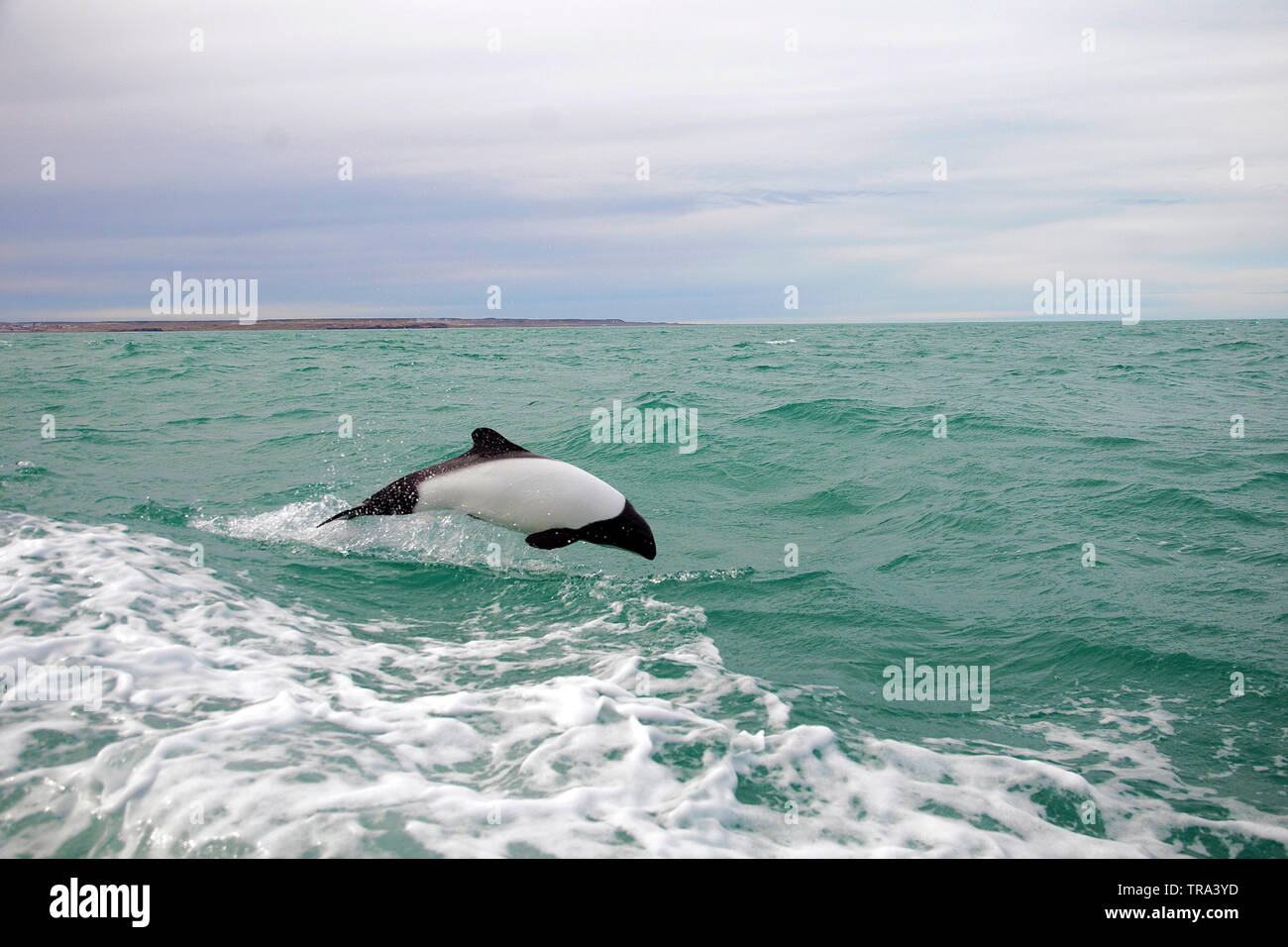 Los delfines de Commerson (Cephalorhynchus commersonii), alteración en la superficie, Península Valdés, Argentina Foto de stock