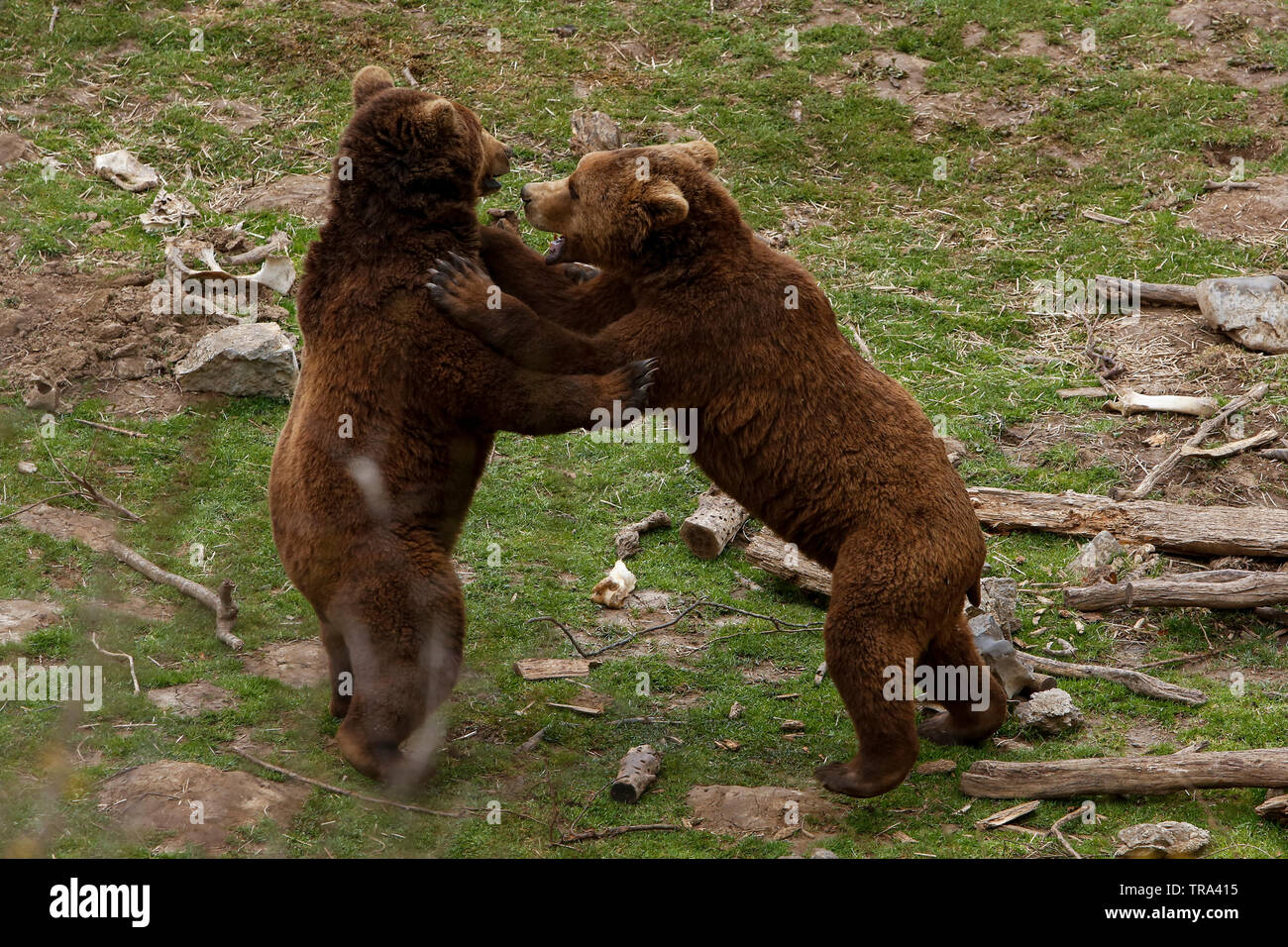 Unión oso (Ursus arctos) comer alimentos, en la aldea de Kutarevo, cerca de Gospic, Croacia. Sábado, 4 de abril, 2015 Foto de stock