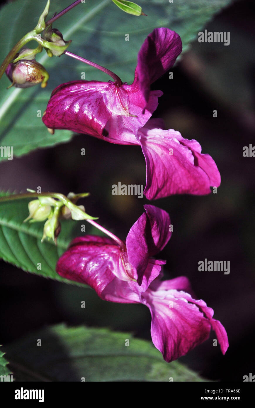 Impatiens glandulifera (Casco del policía, Bobby Tops, cobre Tops, Gnome, Policía Hatstand Casco, Bobby, Tops Tops de cobre y sombreros de Gnome Foto de stock