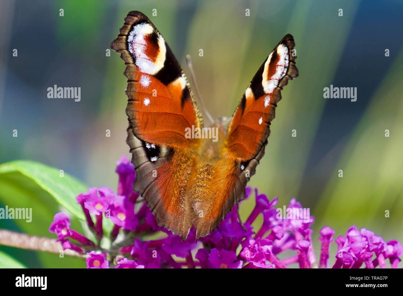 Butterfly estrecha ups Foto de stock