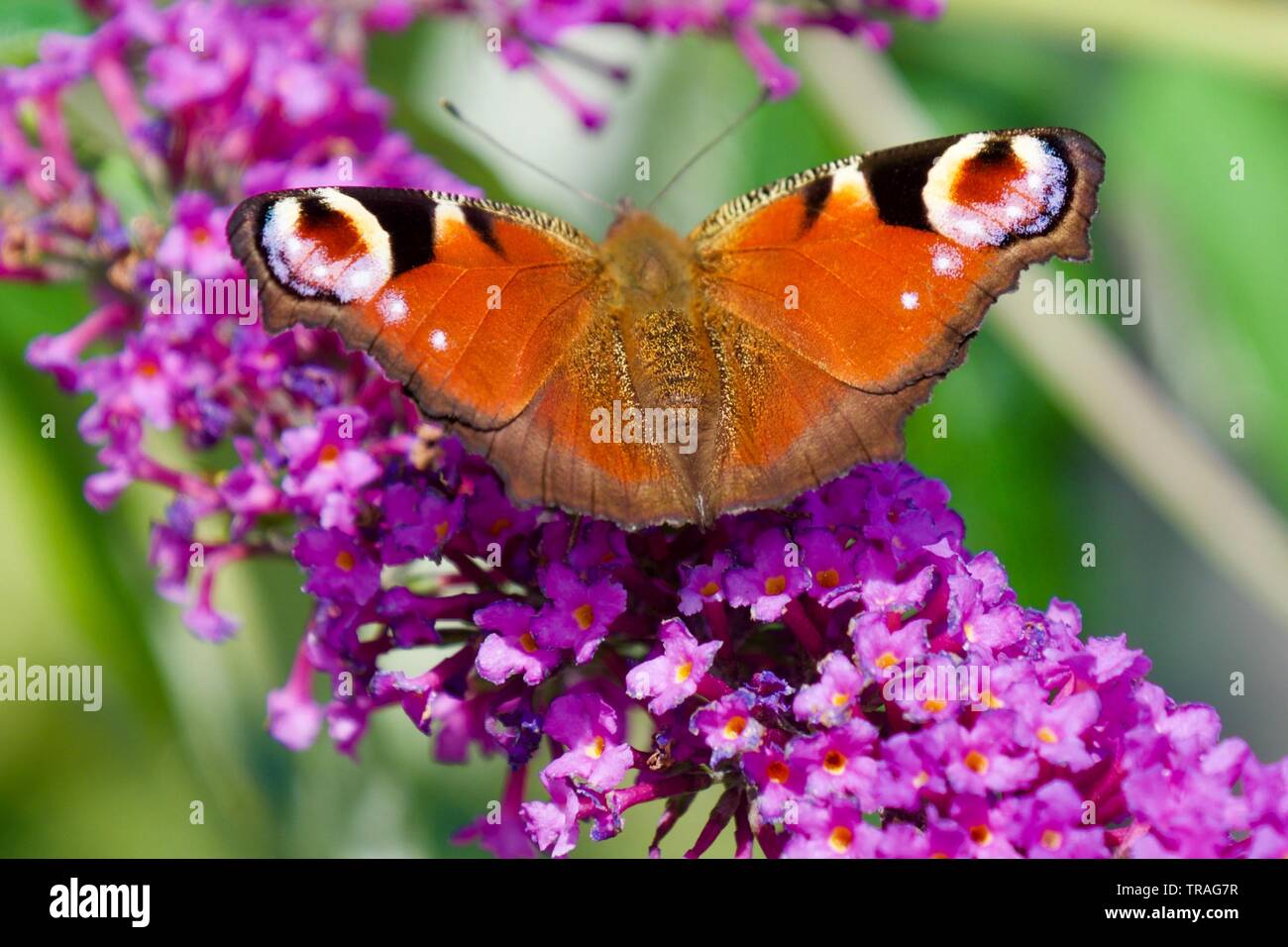 Butterfly estrecha ups Foto de stock