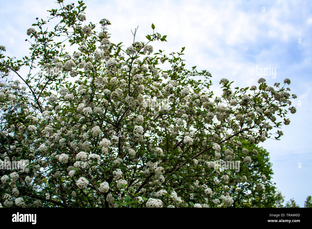 árbol de flores blancas fotografías e imágenes de alta resolución - Alamy