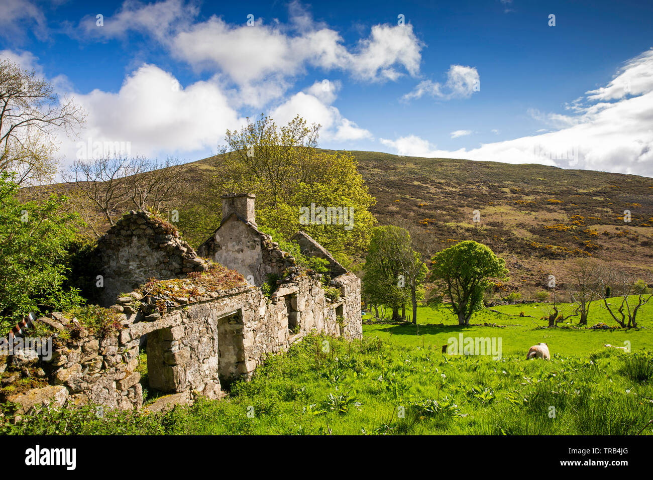 Irlanda del Norte, Co abajo, Baja, Killeaghan Mournes, abandonados rural Foto de stock