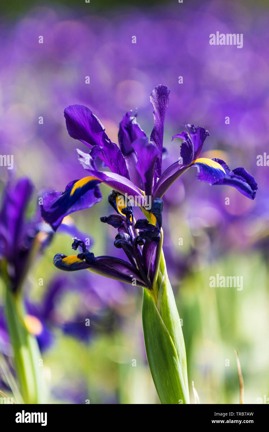 Un lecho de flores de Dutch Iris hollandica sensación púrpura flores en un jardín. Foto de stock