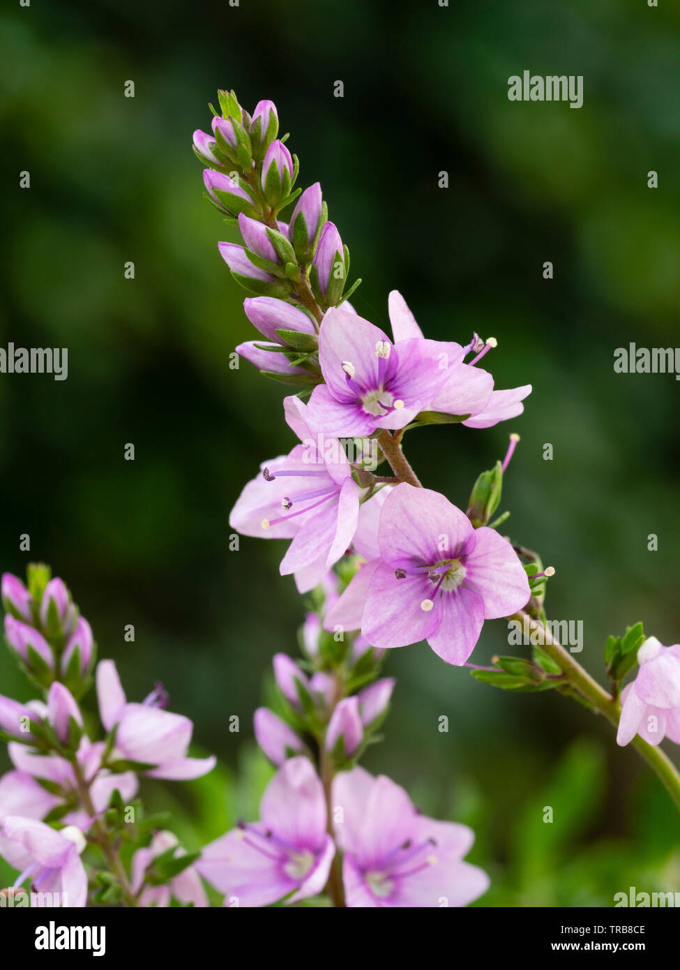 Flores moradas y rosas fotografías e imágenes de alta resolución - Alamy