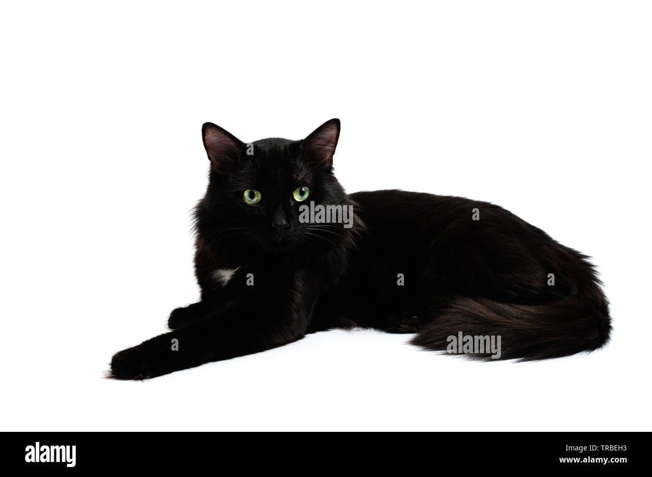 Gato negro macho Imágenes recortadas de stock - Página 2 - Alamy