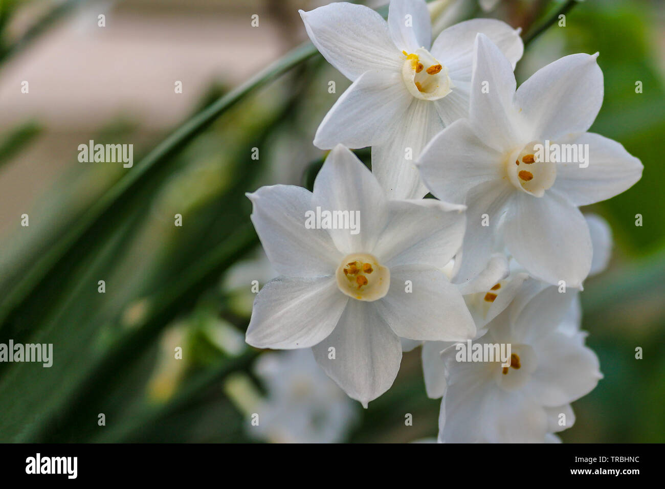 Blooming narcisos flores blancas en un jardín de gran profundidad de campo  antecedentes Fotografía de stock - Alamy