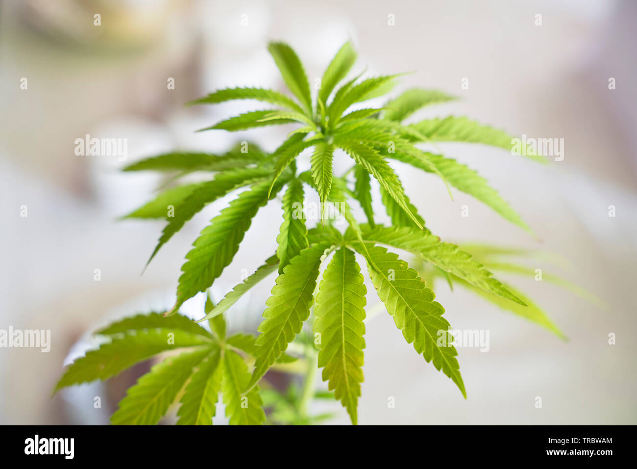 Cannabis sativa, Planta marihuana Foto de stock
