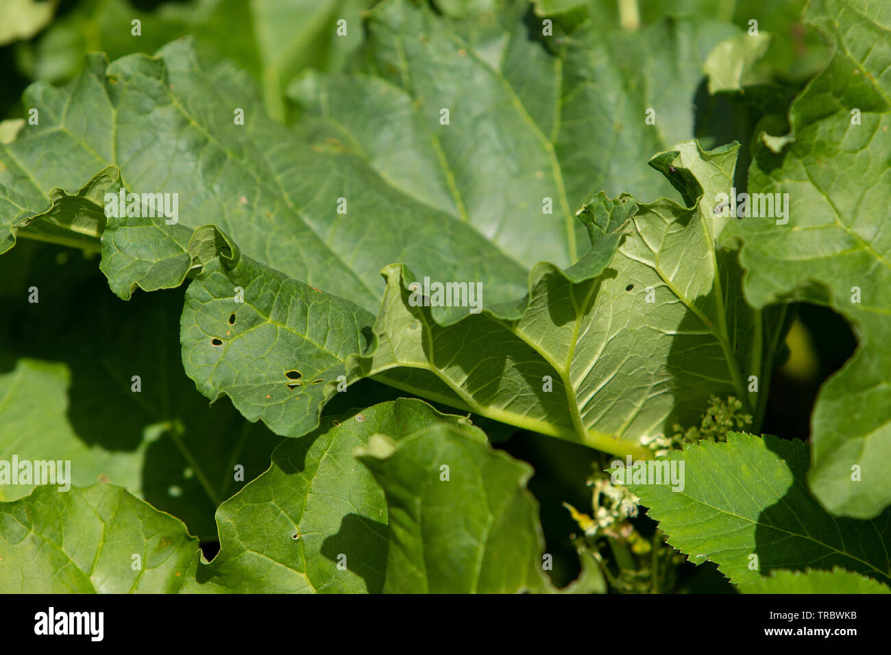 Las hojas de ruibarbo verde fresco en el jardín. Verano saludable de alimentos ecológicos, los tallos verdes. Las hojas de ruibarbo exterior creciente. Foto de stock
