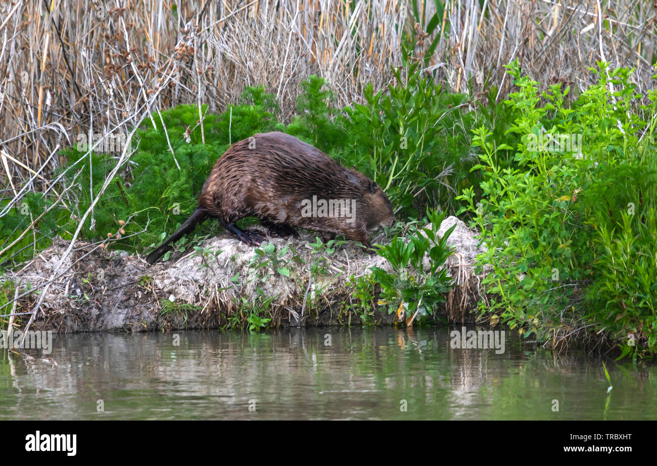 Una gran American el castor (Castor canadensis) paseos a lo largo de la orilla del río Bear en el Refugio de Aves Migratorias de Bear River al oeste de Brigham City, Utah Foto de stock